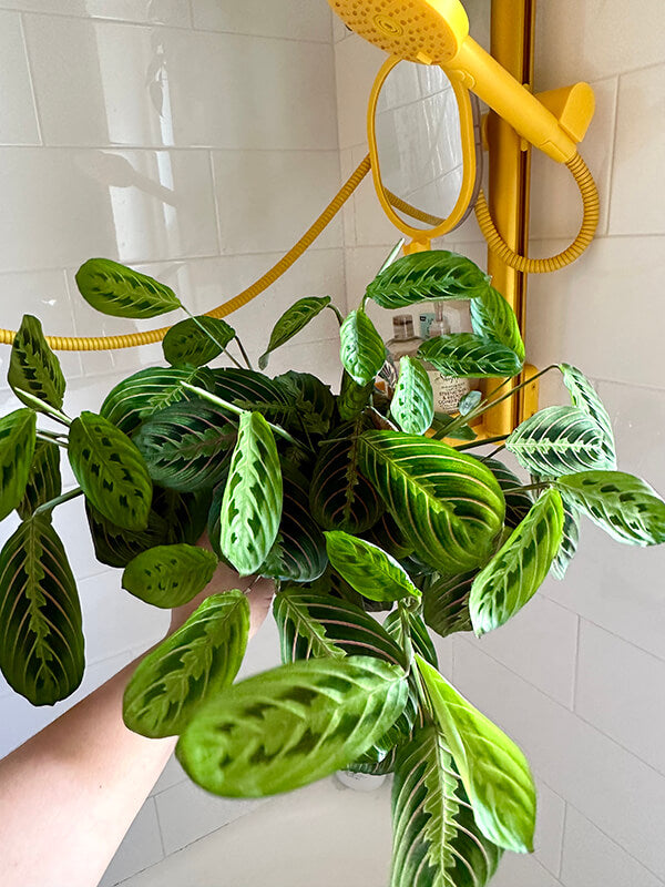 plant recommendations for your shower by roominbloomnyc
