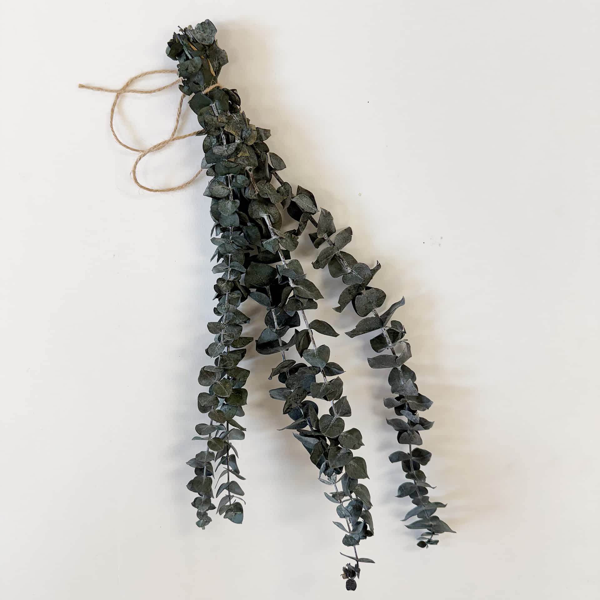 Eucalyptus Bundle